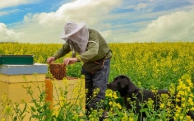 Як бджолярам отримати дотації з держбюджету